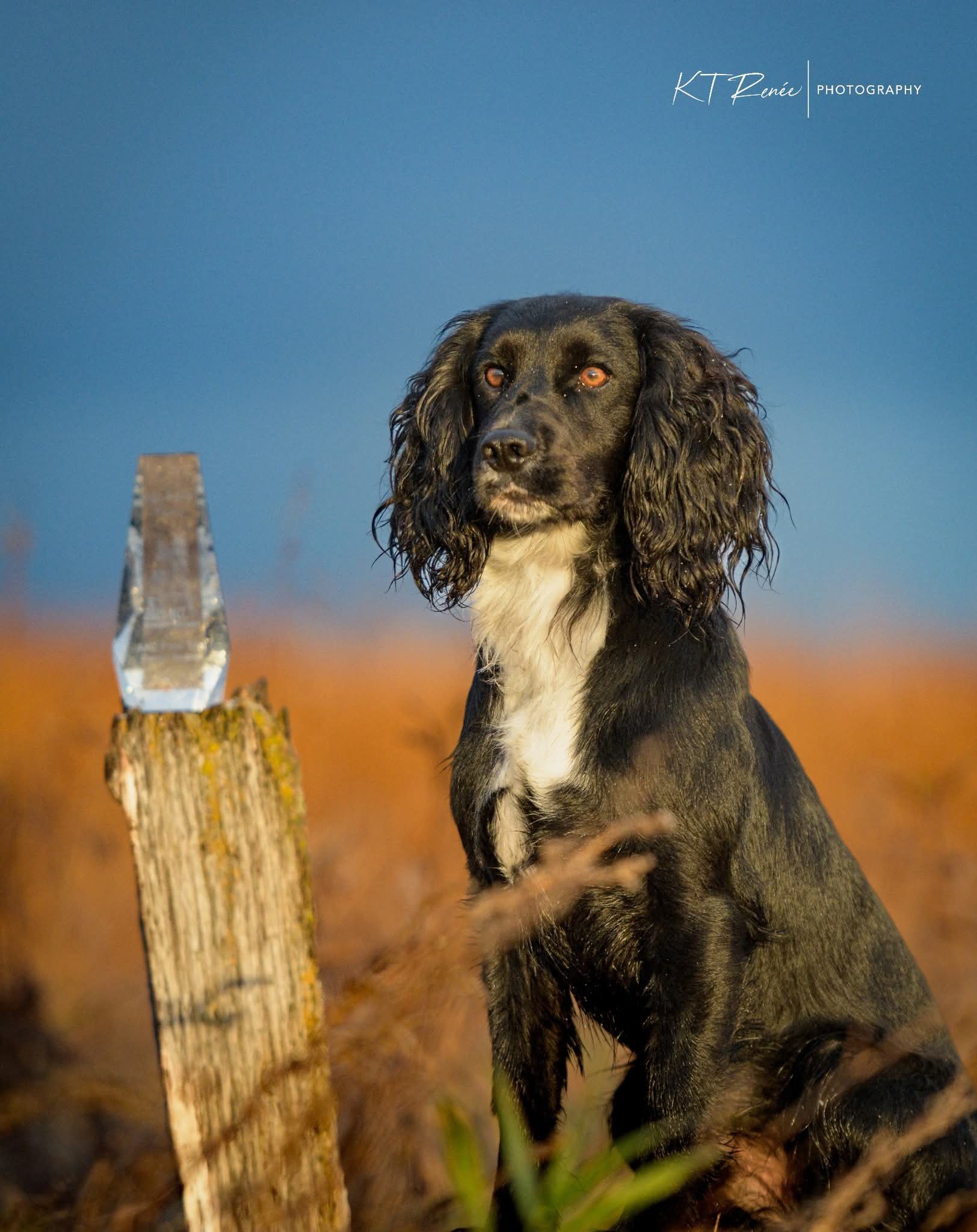 2025 Natl High Point Puppy.jpg